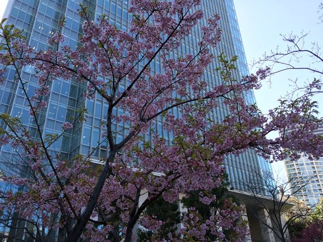 赤坂サカスの早咲き桜 2016.3.1